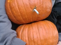 fotografie 31 / 50 - Halloween 2024