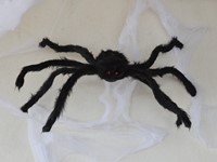 fotografie 3 / 50 - Halloween 2024